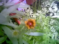 Marienkäfer.webp