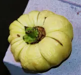 Bitter Tomatos1.webp