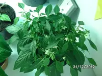 k-BILD2220.webp