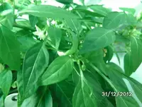 k-BILD2223.webp