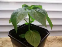 Aji Colorado3_1_13.webp