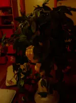 IMAG0114.webp