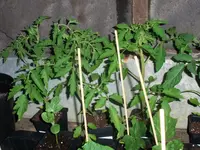 tomato.webp