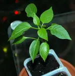 DSC_1000.2.webp
