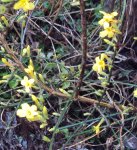 DSC03525 - 2013-01-04 - winterjasmin blüten.JPG