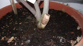 DSCF0960.webp