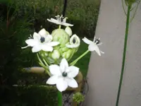unbekannte Pflanze.webp
