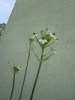unbekannte Pflanze 2.webp