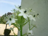 unbekannte Pflanze 3.webp