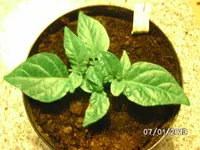 BILD2271.webp