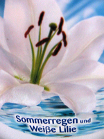 lenor.webp