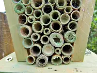 Copy of Insektenhotel.webp