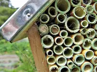 Copy of Insektenhotel (3).webp