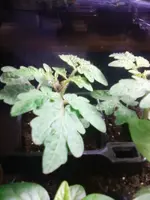 Vilma1.webp