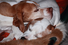 aneinander gekuschelt_640.webp
