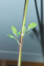 Physalisbaum treibt aus_400.webp