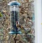 Vogel.webp