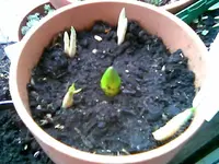 Januar Frühlingsblume.webp