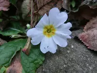 CIMG2426.webp
