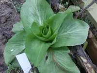 CIMG2430.webp