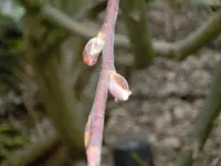 CIMG2435.webp