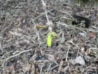 CIMG2440.webp