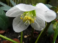 Christrose_6360.webp
