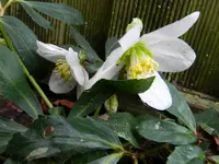 Christrose_6361.webp