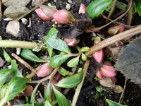 Christrose_6363.webp