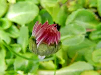Gänseblümchen_6354.webp