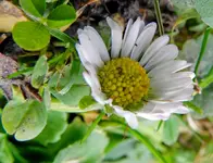 Gänseblümchen_6348.webp
