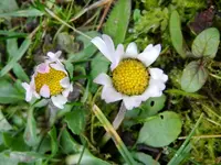 Gänseblümchen_6356.webp