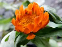 Ringelblume_6384.webp