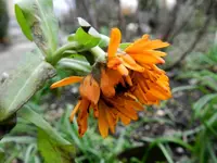 Ringelblume_6387.webp