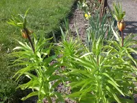 garten April 09 004.webp