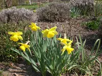 garten April 09 005.webp