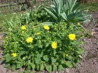 garten April 09 010.webp