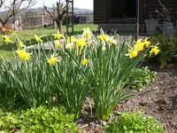 garten April 09 011.webp