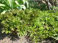 garten April 09 012.webp