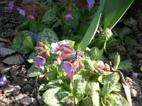 garten April 09 013.webp