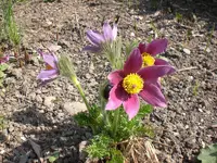 garten April 09 014.webp