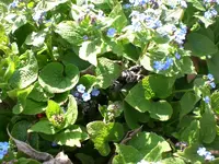 garten April 09 016.webp