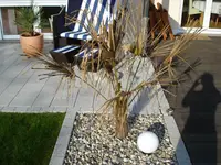 Hanfpalme.webp