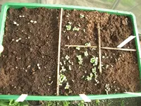CIMG5223.webp