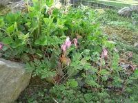 CIMG5217.webp