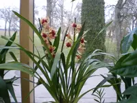 orchi.webp