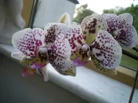 Orchi 2.webp