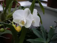 Orchi. weiß.webp