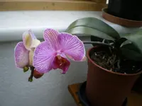 Orchidee.webp