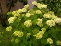 Hortensien weiß.webp